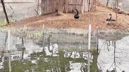 黑天鹅在湖面悠闲地游荡视频的预览图