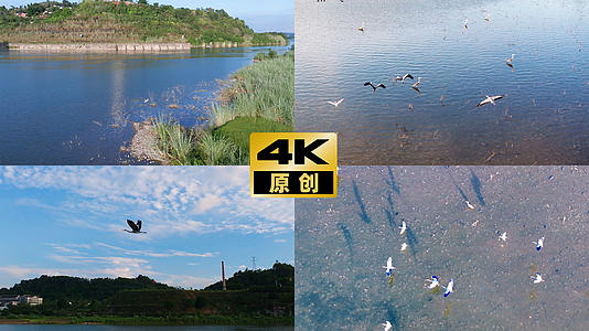 生态河流水鸟白鹭飞湿地公园视频的预览图