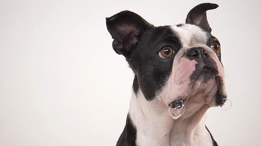 正方形外貌的波士顿狗表情变化视频的预览图