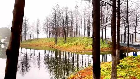 早上湖畔的树林视频的预览图