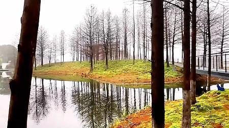 早上湖畔的树林视频的预览图