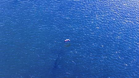江面飞行的白鹭水鸟视频的预览图