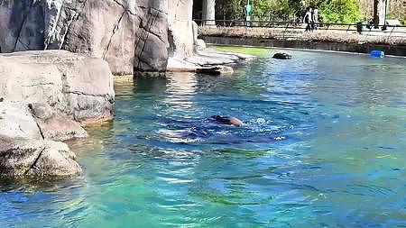 动物园里的海狮池视频的预览图