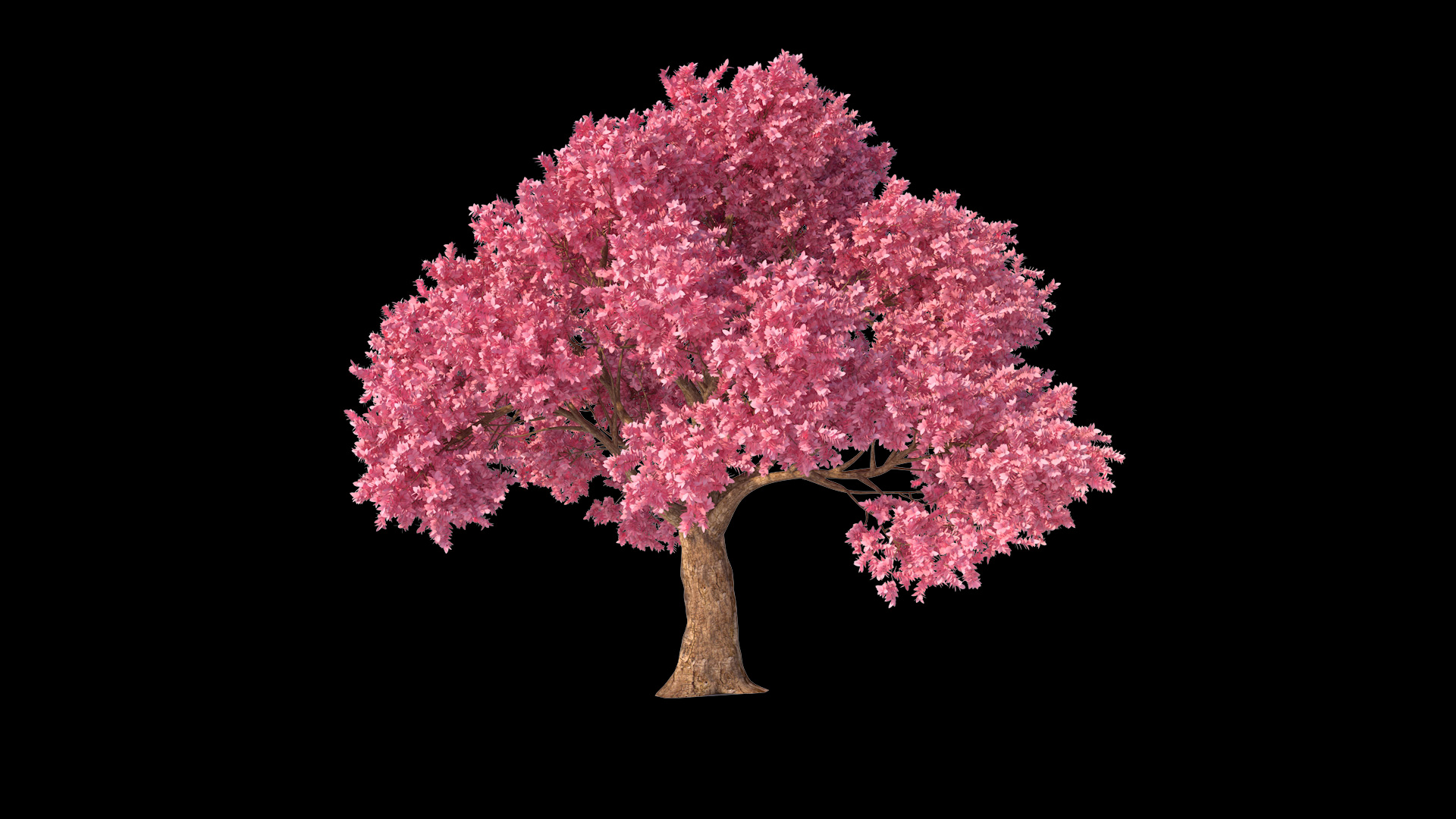 桃花树生长动画带透明通道视频的预览图