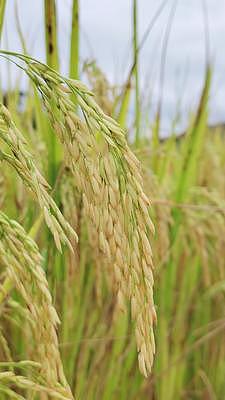 乡村秋季丰收稻田自然风光实拍视频视频的预览图