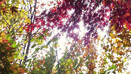 红叶枫叶阳光树叶深秋4K视频的预览图