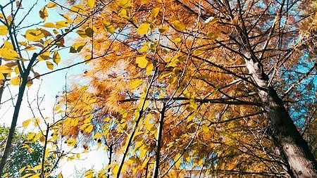 落叶红色树林树叶秋天视频的预览图