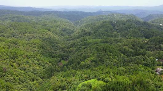 黄水森林4K高清航拍视频视频的预览图