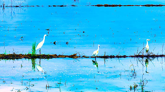 稻田中的白鹤生态自然环保视频的预览图