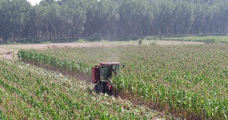 田地里收割机收割玉米场景视频的预览图