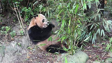 高清大熊猫吃竹笋视频原片视频的预览图