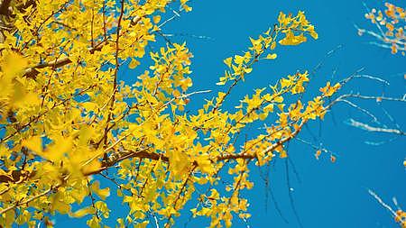 秋天的落叶金黄色的银杏叶视频的预览图