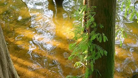 水边的落羽杉与美好的光影视频的预览图