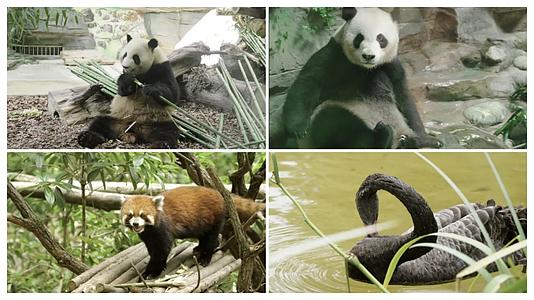 成都熊猫谷大熊猫和小熊猫视频的预览图
