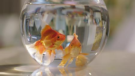 玻璃鱼缸里金鱼游动视频的预览图