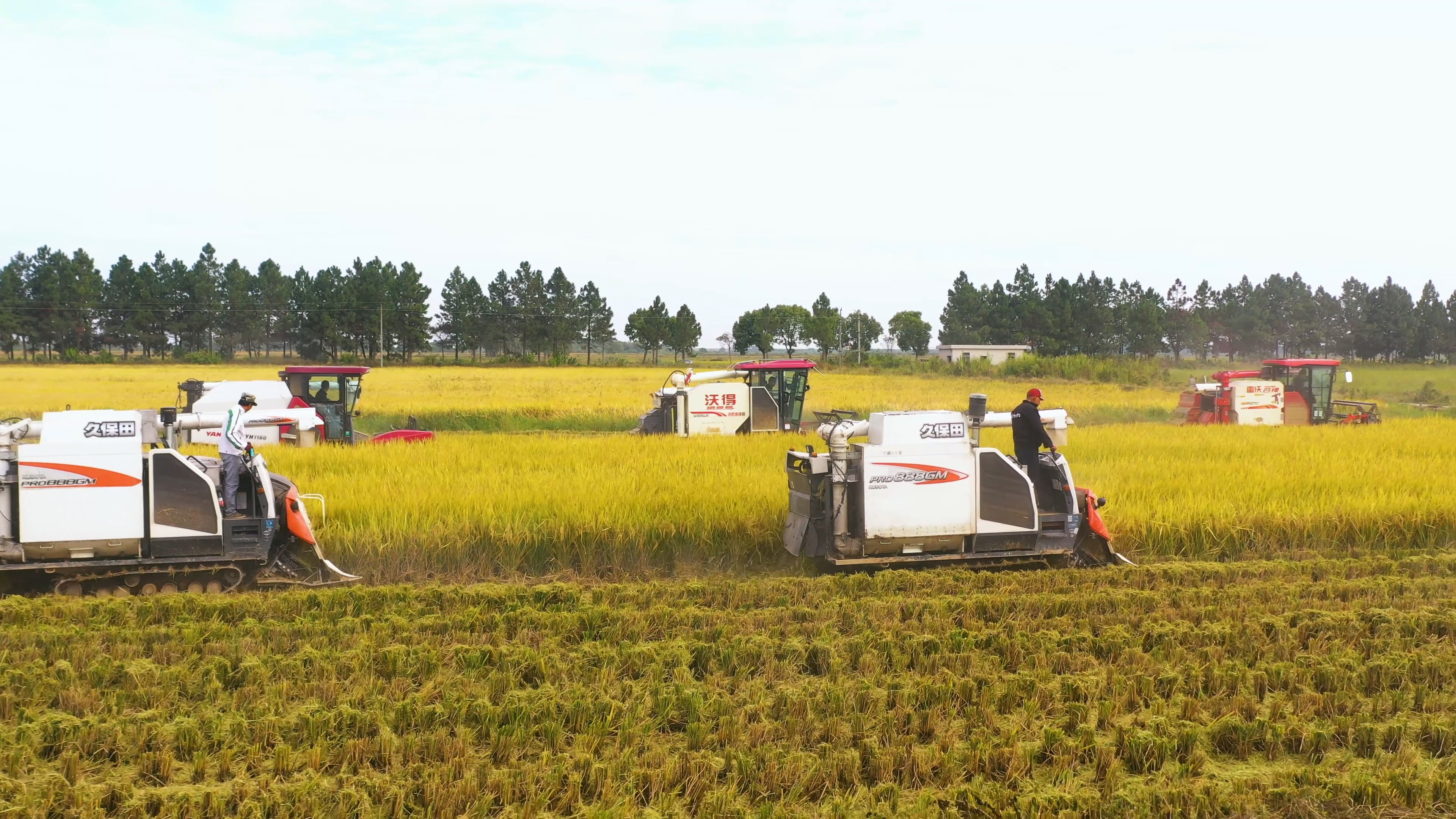 稻子收割丰收季节机械化生产视频的预览图