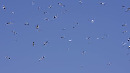 海鸥在天空飞翔视频的预览图