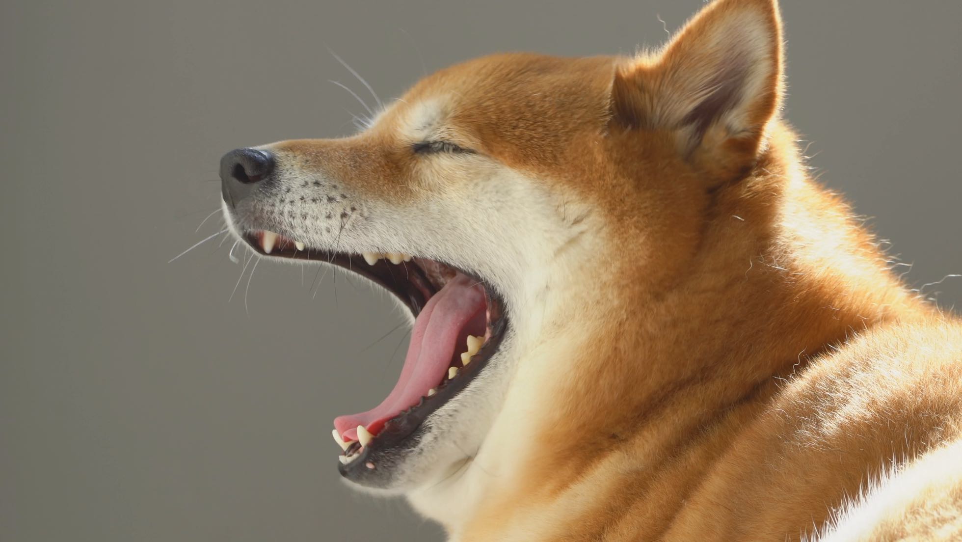 日本柴犬宠物狗搞笑4K视频的预览图