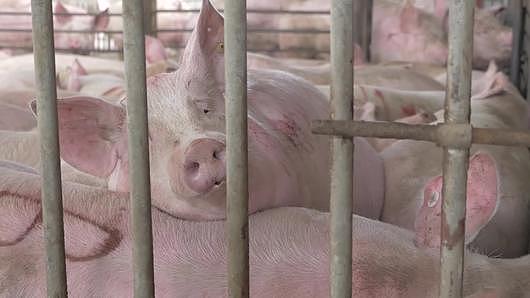生猪屠宰前食品有限公司视频的预览图