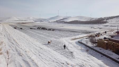 雪地里的牛群视频的预览图