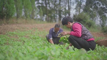 农民种植油菜花幼苗视频的预览图