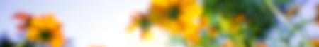 6480x960超大屏夏天盛放的花朵视频的预览图