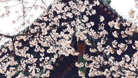 春天公园樱花实拍自然风光慢镜头升格视频的预览图
