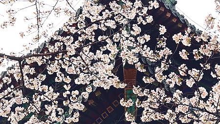 春天公园樱花实拍自然风光慢镜头升格视频的预览图