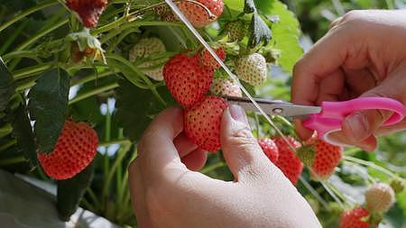 水果农业基地大丰收草莓采摘视频的预览图