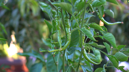 辣椒种植与采摘镜头特写视频的预览图
