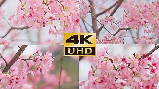 春天植物桃花盛开蜜蜂采蜜粉色植物春暖花开视频的预览图