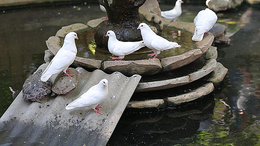 公园池塘里鸽子与乌龟自然环境风光视频视频的预览图