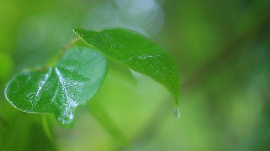 下雨天雨水水滴从叶子滑落视频的预览图