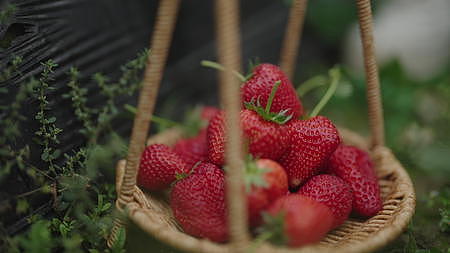 草莓园采草莓视频的预览图