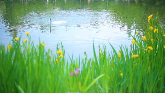 春天湖边随风飘动的花朵视频的预览图