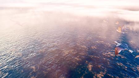 唯美大海海鸥云层飞舞合集视频的预览图
