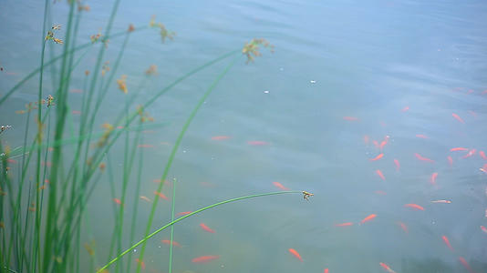 春天雨水湖里观赏鱼金鱼锦鲤视频的预览图