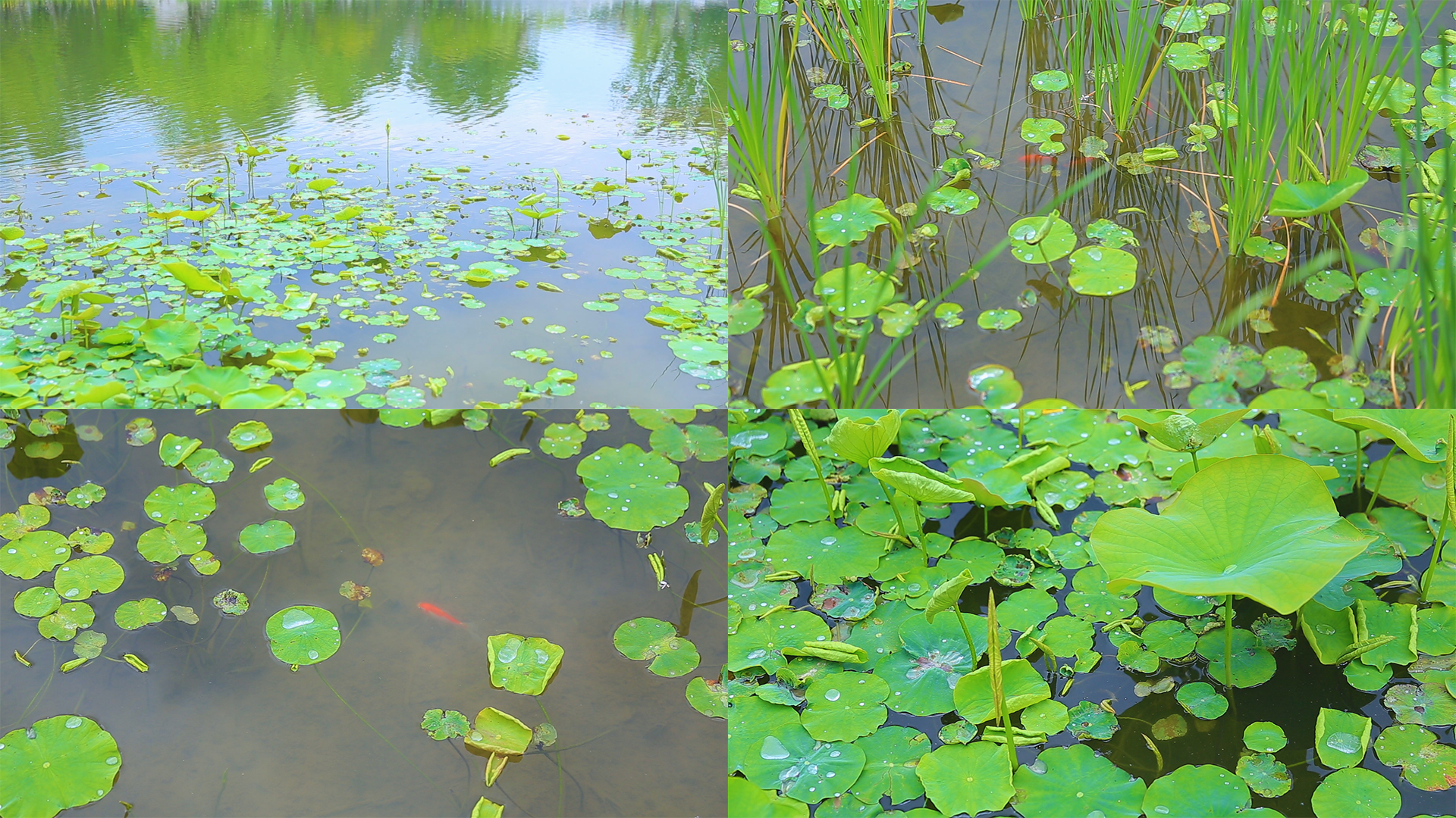 春天自然风光池塘荷花池塘里的金鱼视频的预览图