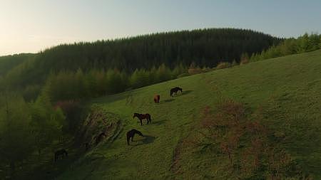 夕阳草原和马视频的预览图