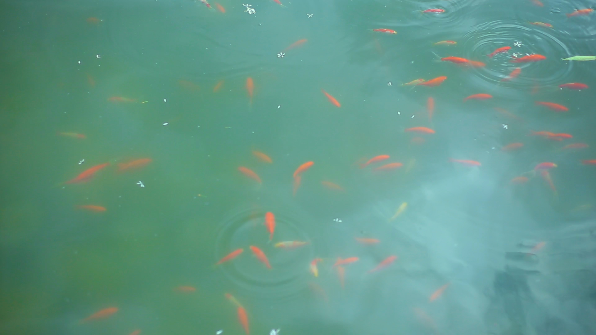 池塘里观赏鱼金鱼锦鲤视频的预览图