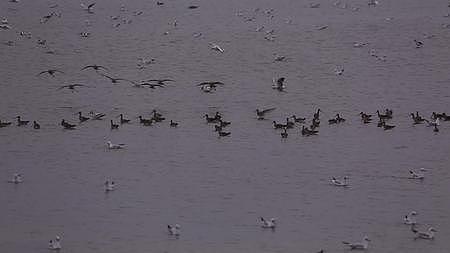 S群鸟在湖面盘旋降落视频的预览图