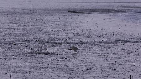 S候鸟在湿地行走视频的预览图