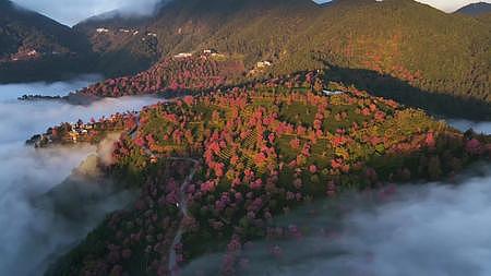 4K航拍云雾缭绕无量山樱花谷延时视频的预览图