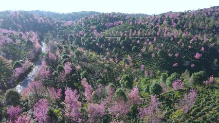 4K航拍普洱景迈古茶园樱花视频的预览图