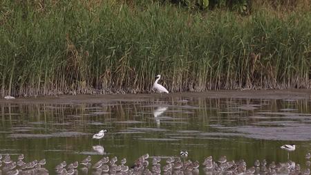 S白鹭湿地视频的预览图