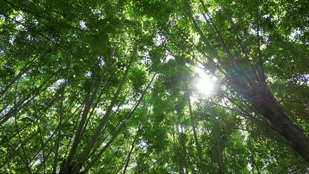 阳光夏日绿色小树林航拍视频的预览图