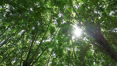 阳光夏日绿色小树林航拍视频的预览图