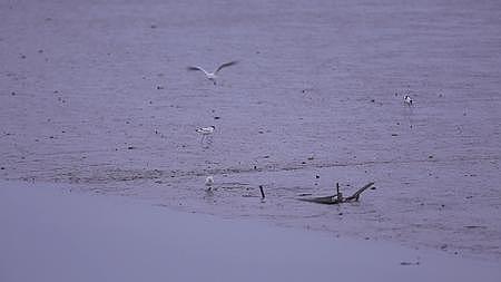 S海鸥在水面游泳觅食视频的预览图