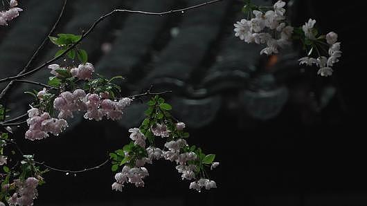 江南园林烟雨红花青瓦视频的预览图