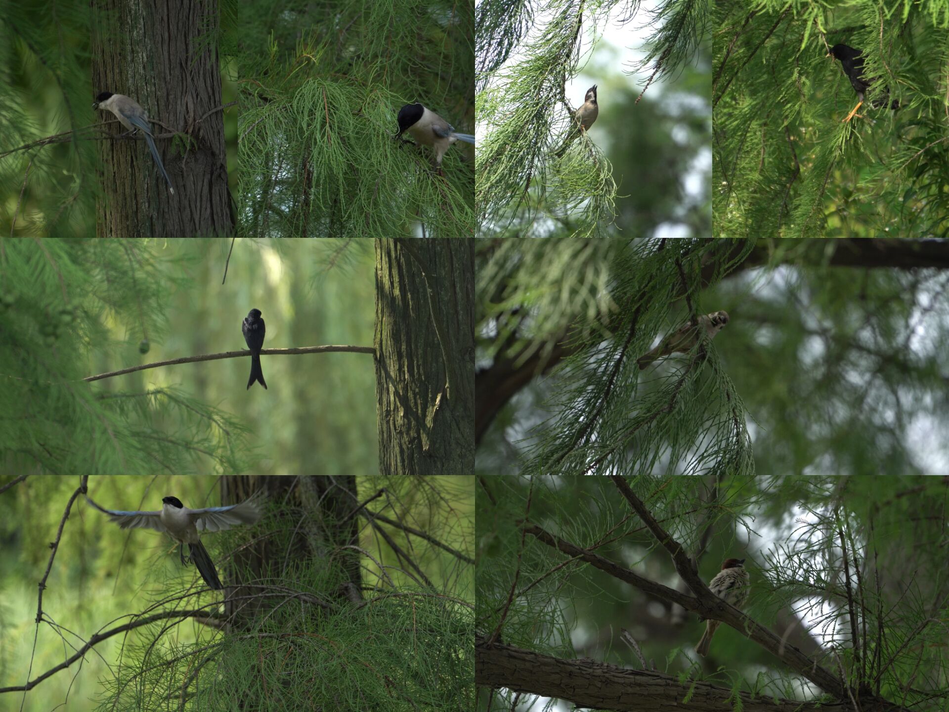 春天夏天惊蛰小鸟自然森林树林鸟儿飞翔合集视频的预览图